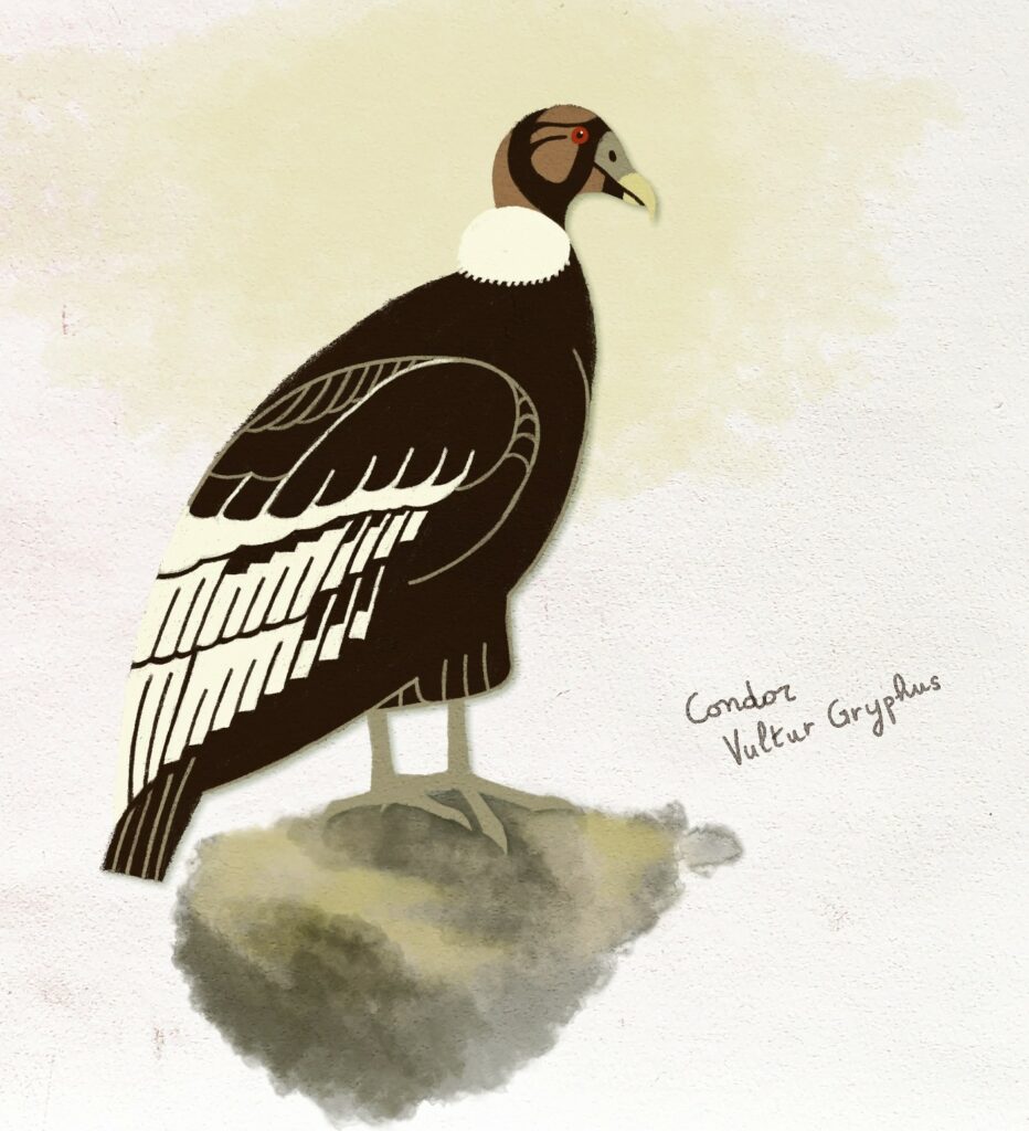 Serafin – Végétation et oiseaux