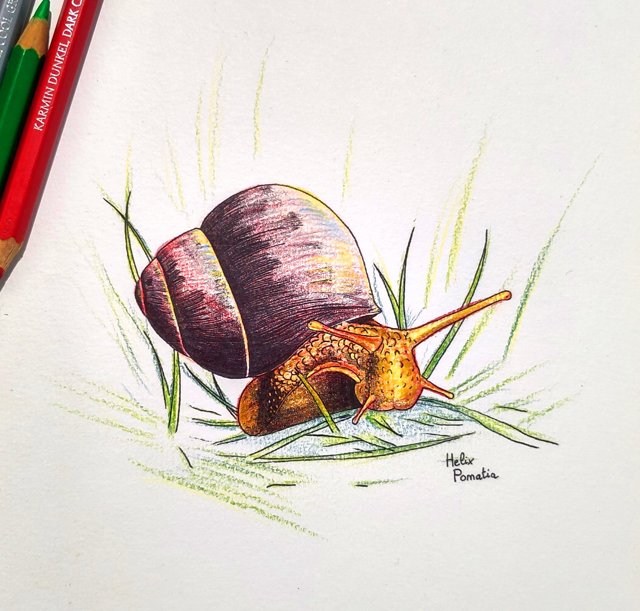 Snail